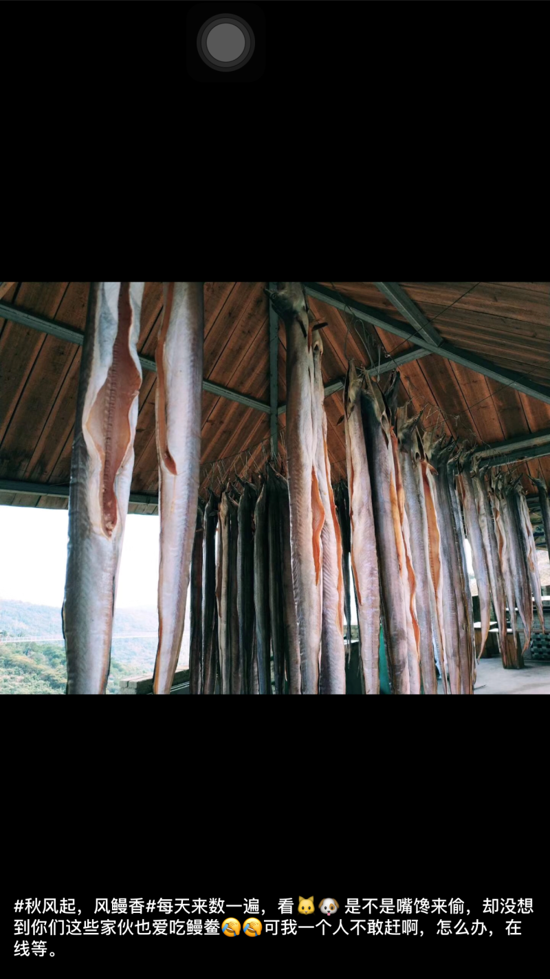 （爆品）批发舟山风鳗肉质白嫩香且爽口味道鲜美