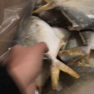 金昌海鲜海洋鱼