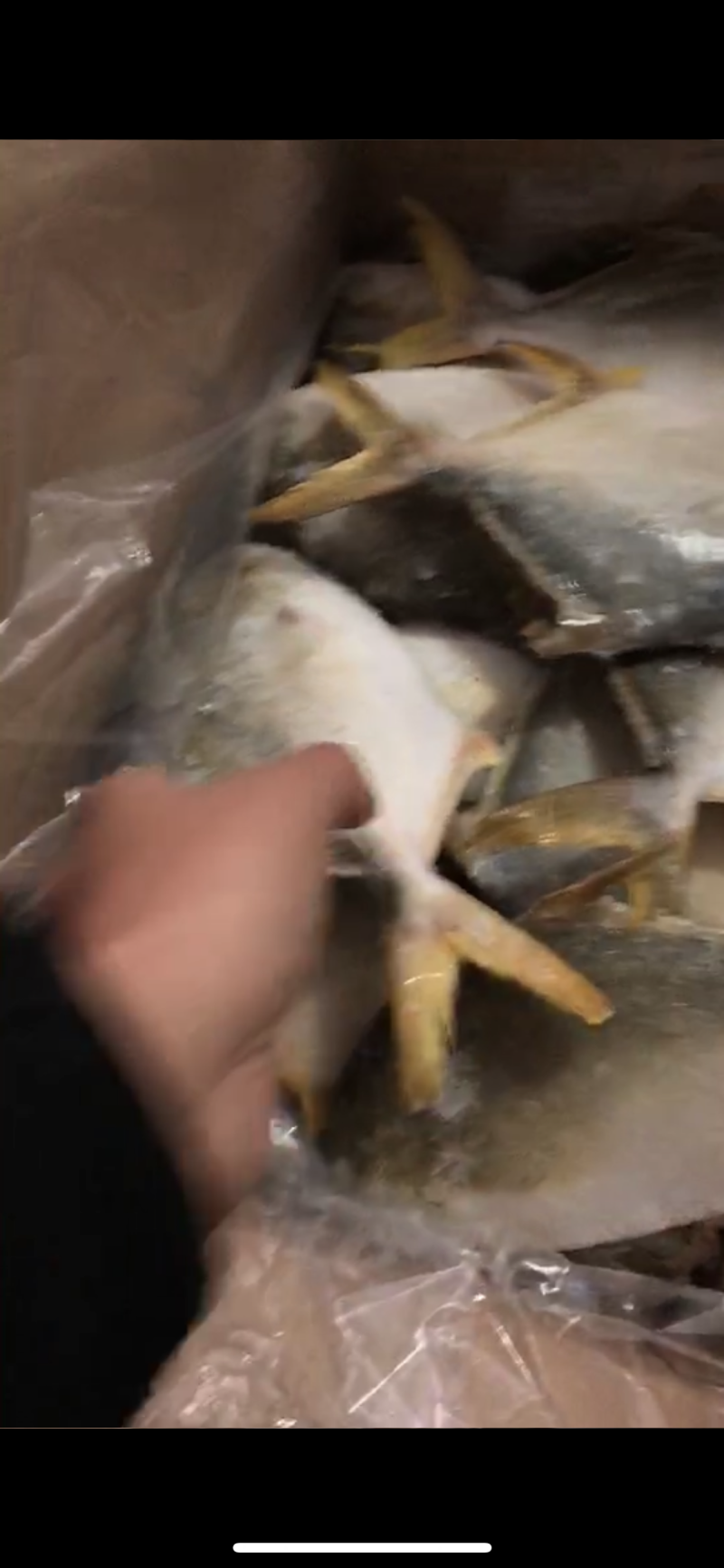金昌海鲜海洋鱼