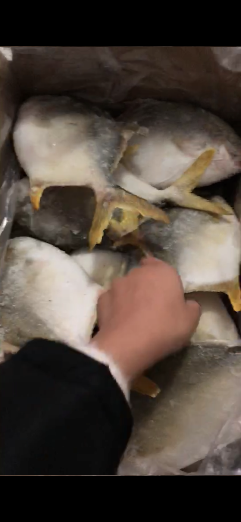 金昌海鲜海洋鱼