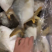 金昌海鲜海洋鱼