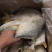 金昌海鲜海洋鱼