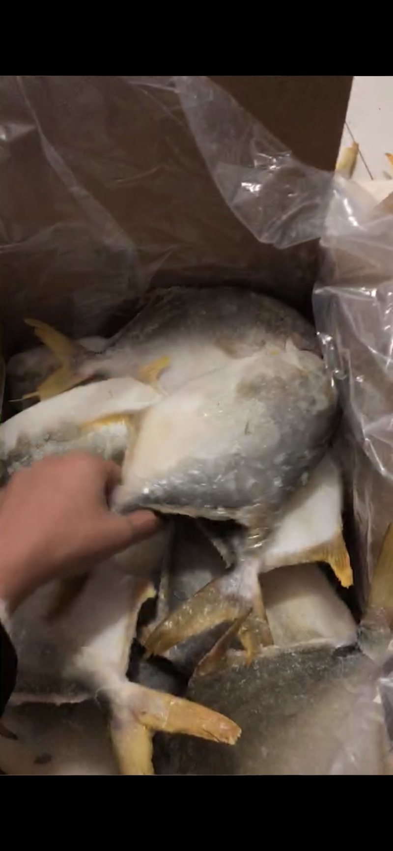 金昌海鲜海洋鱼
