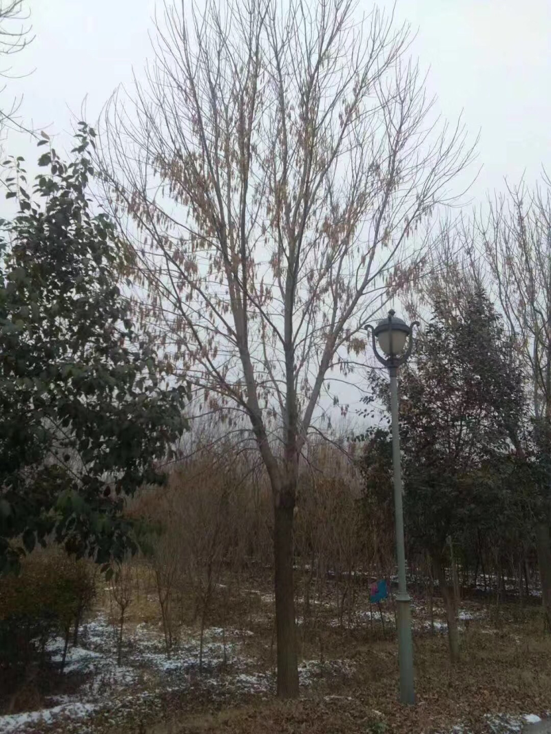 白蜡