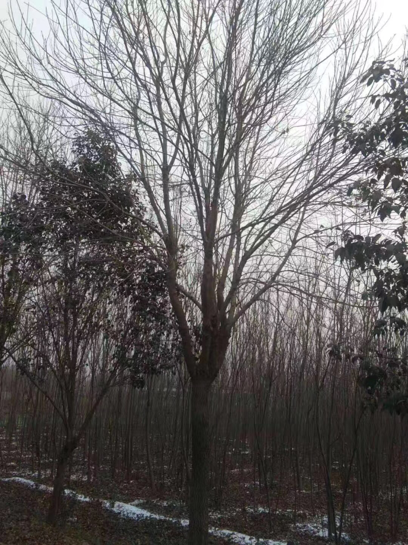 白蜡