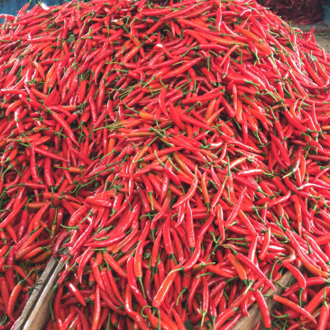 辣椒🌶️基地