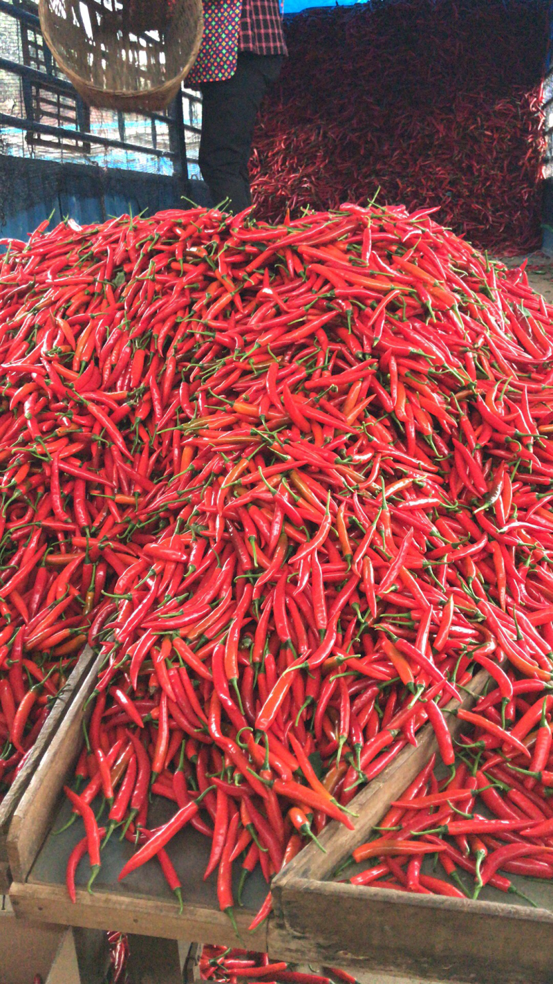 辣椒🌶️基地