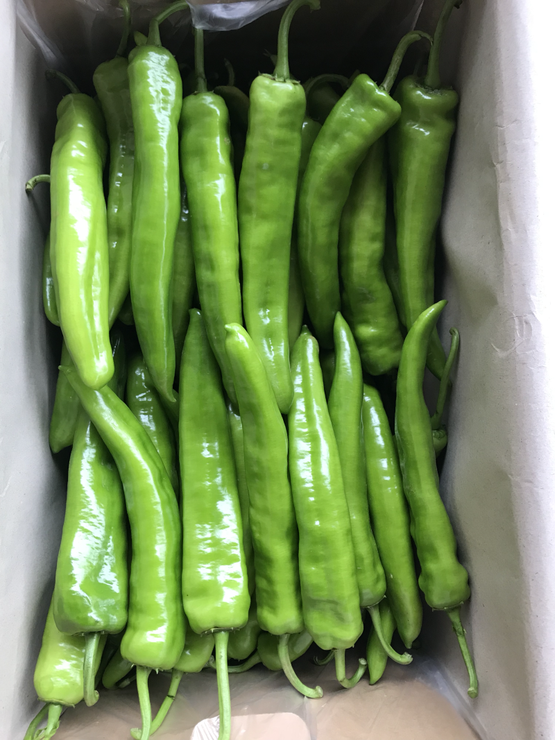 辣椒🌶️基地