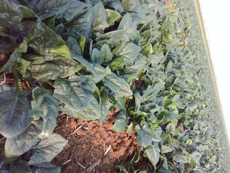 黑叶菠菜15~20厘米