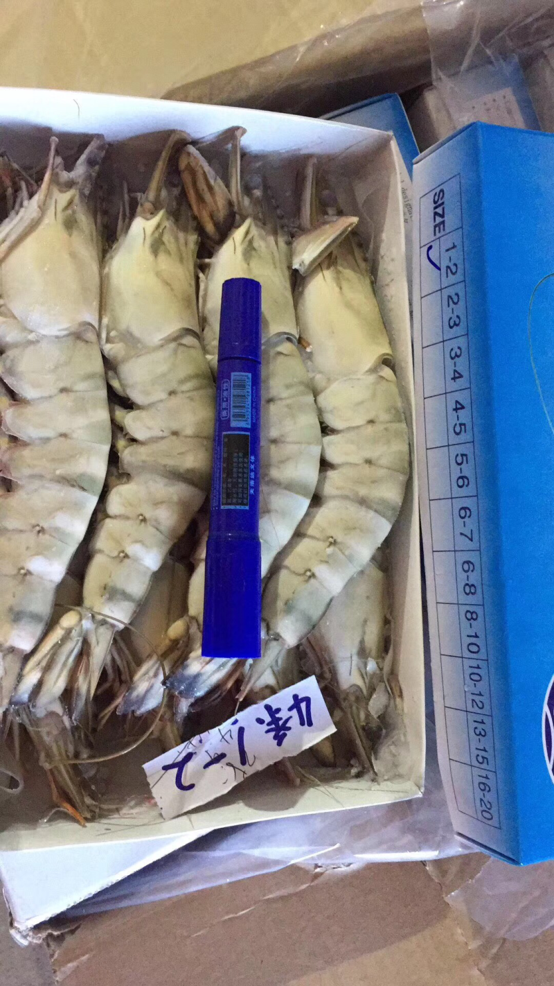 带头草虾