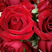 法兰西卡罗拉玫瑰花鲜切花批发直销
