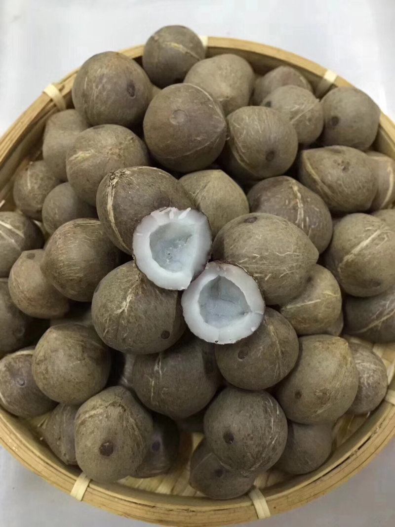 海椰皇