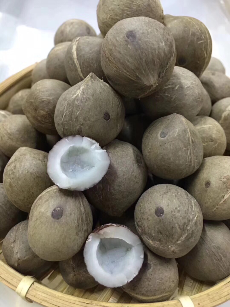 海椰皇