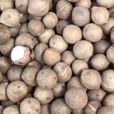 海椰皇