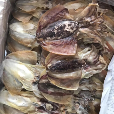 墨鱼