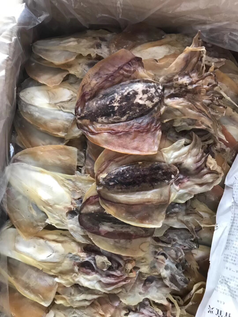 墨鱼