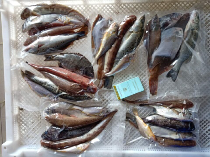杂鱼