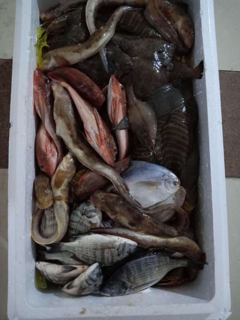 杂鱼