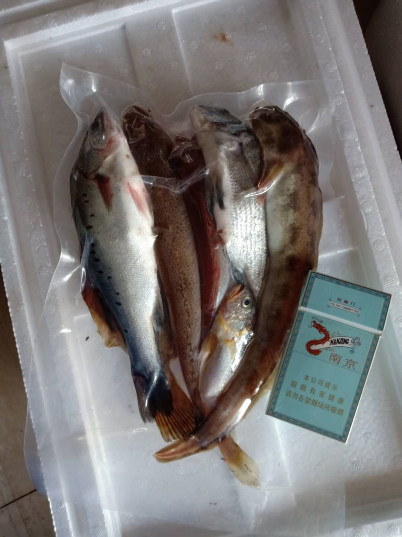 精品杂鱼