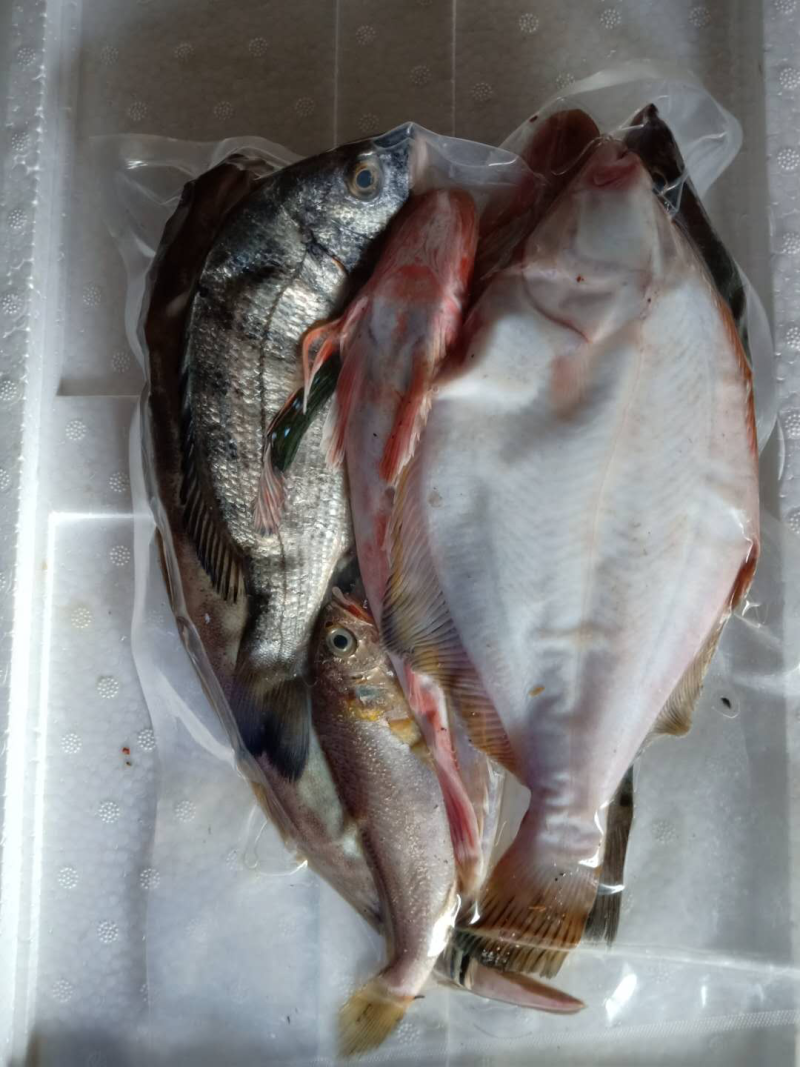 精品杂鱼