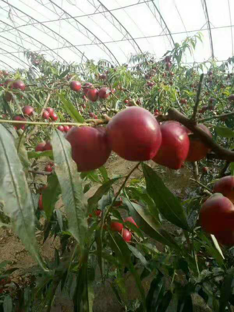 大棚油桃