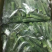 速冻蔬菜毛豆甜玉米