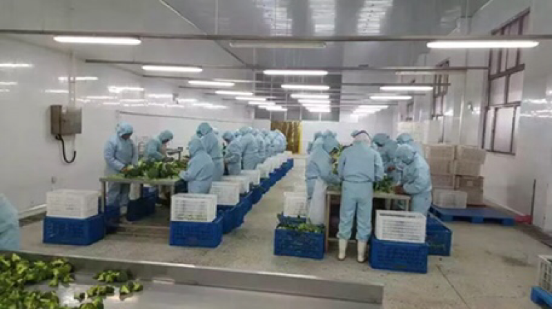 速冻蔬菜毛豆甜玉米