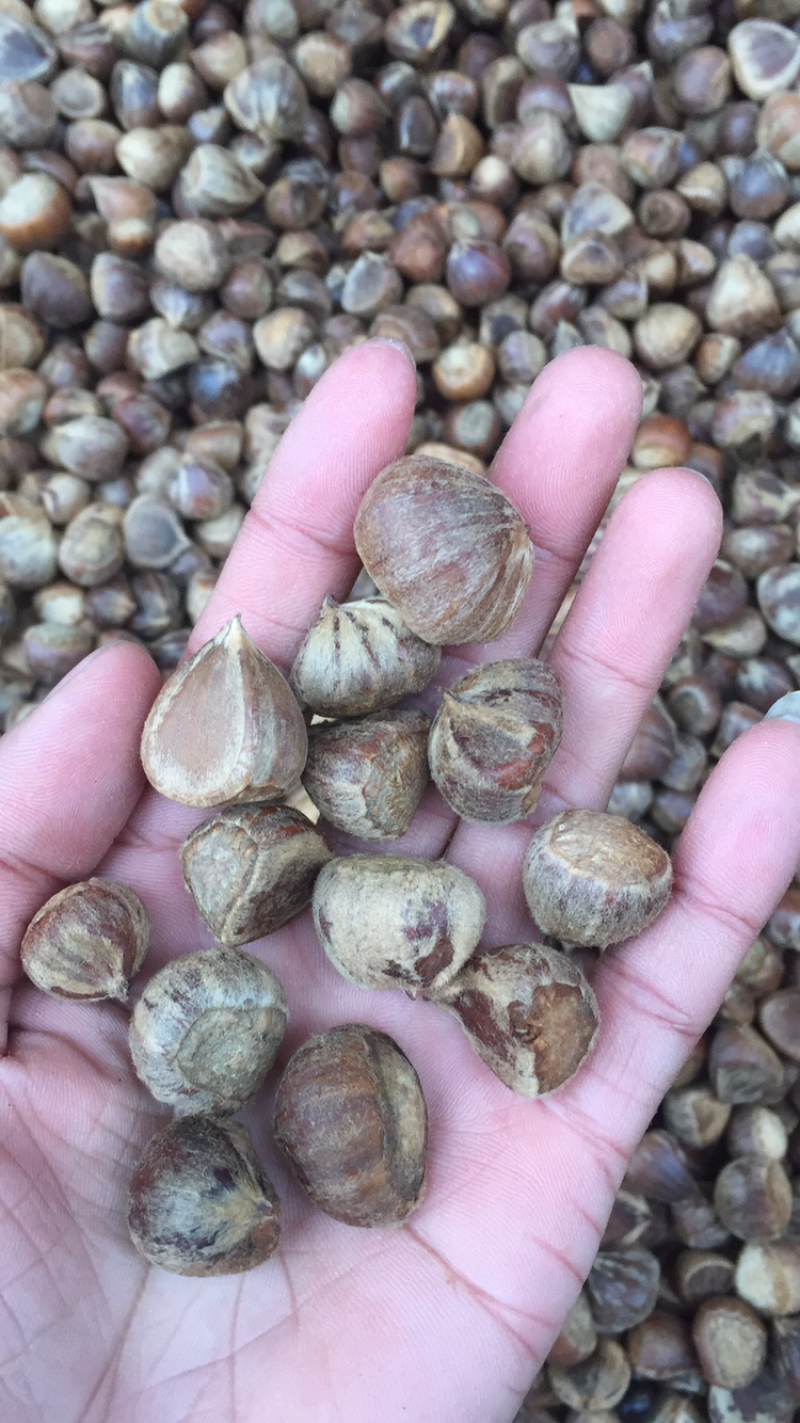 锥栗，米锥，野板栗，好东西，欢迎合作开发