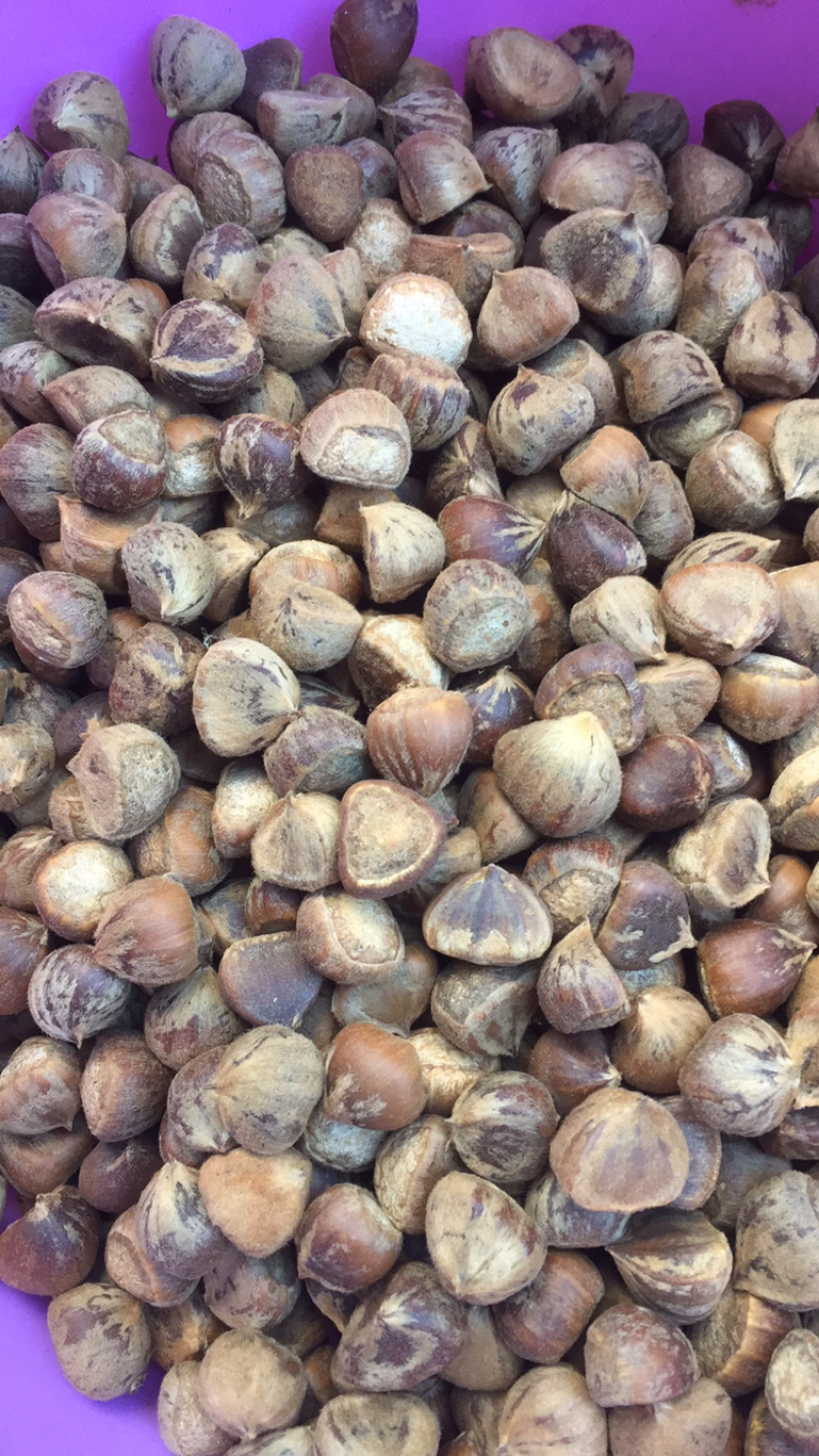 锥栗，米锥，野板栗，好东西，欢迎合作开发