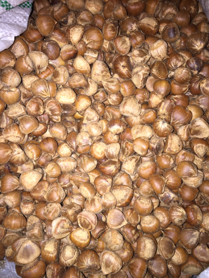 锥栗，米锥，野板栗，好东西，欢迎合作开发