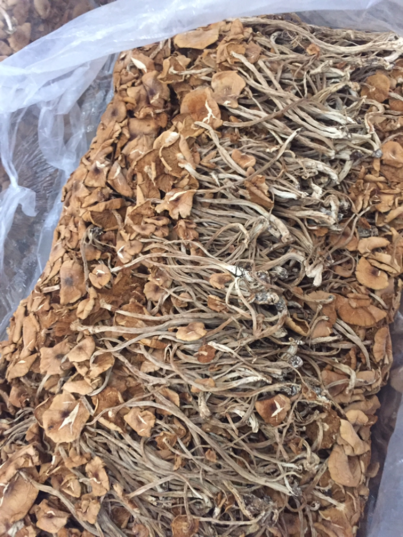 白茶树菇10cm