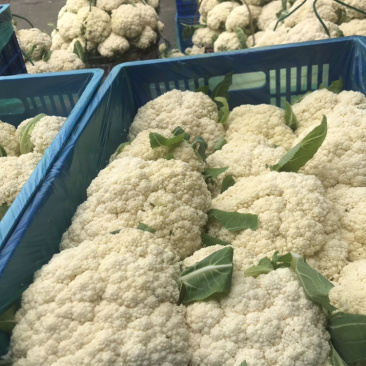 108天精品小米花
