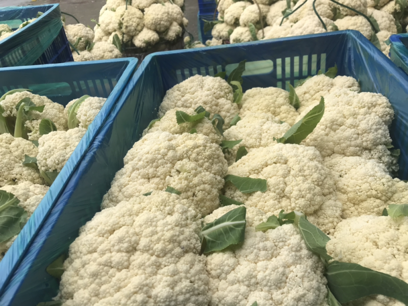 108天精品小米花