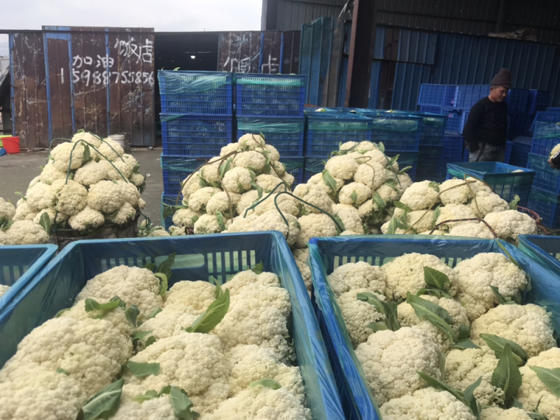 108天精品小米花