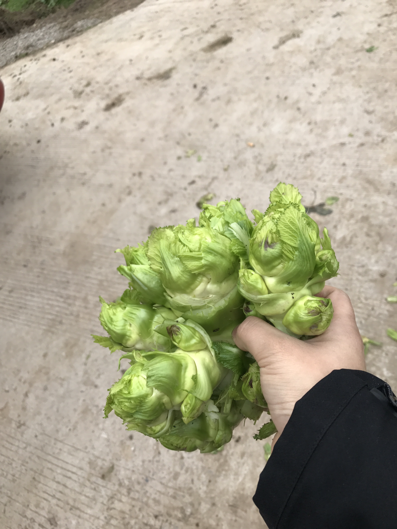 儿菜