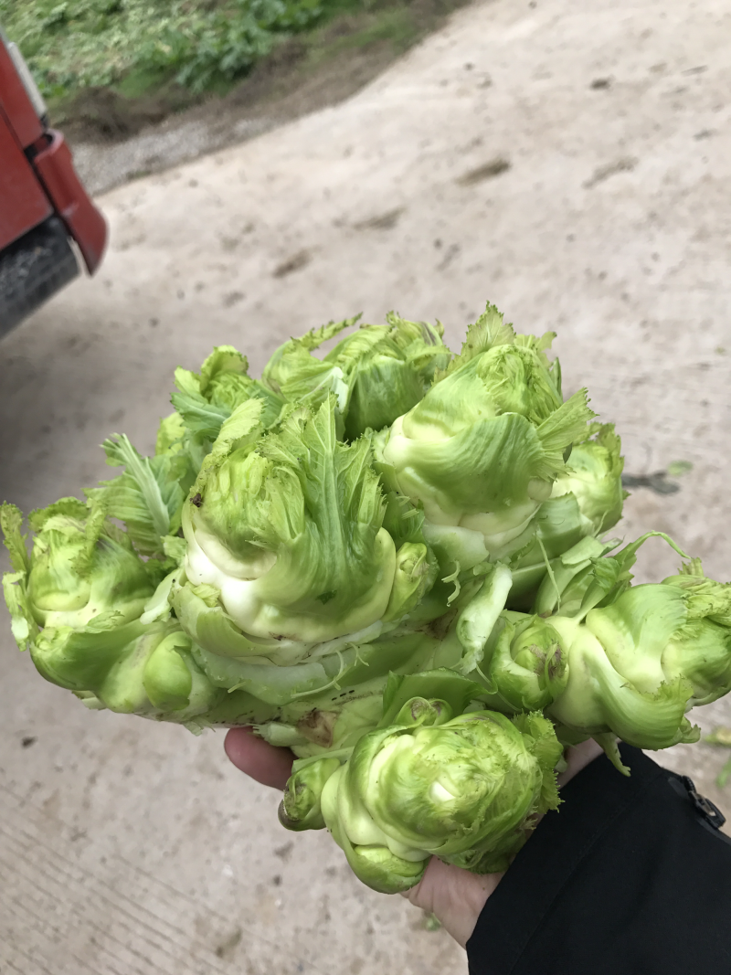 儿菜