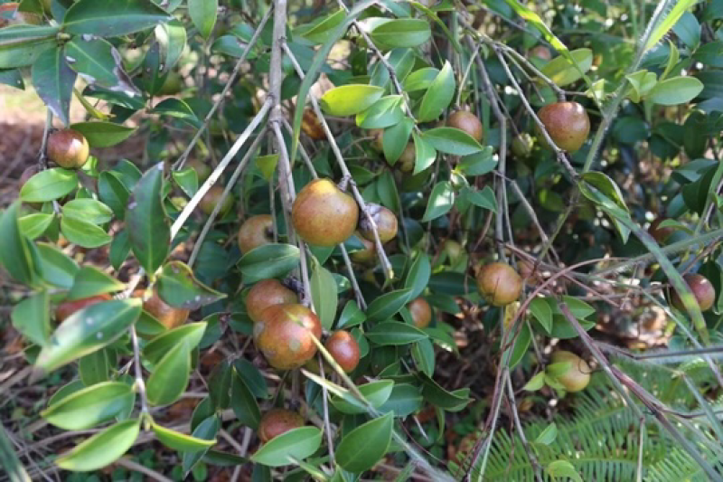 茶油