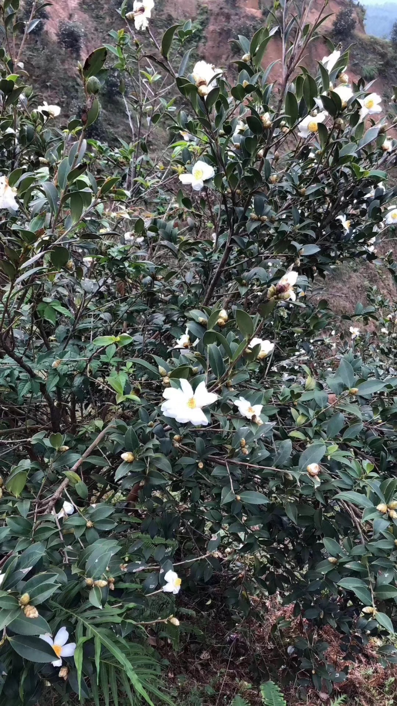 茶油