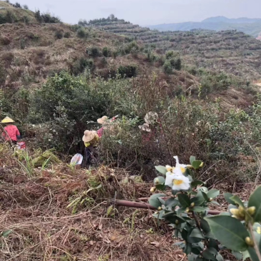 茶油