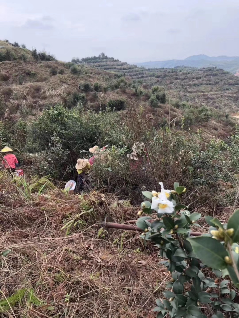 茶油