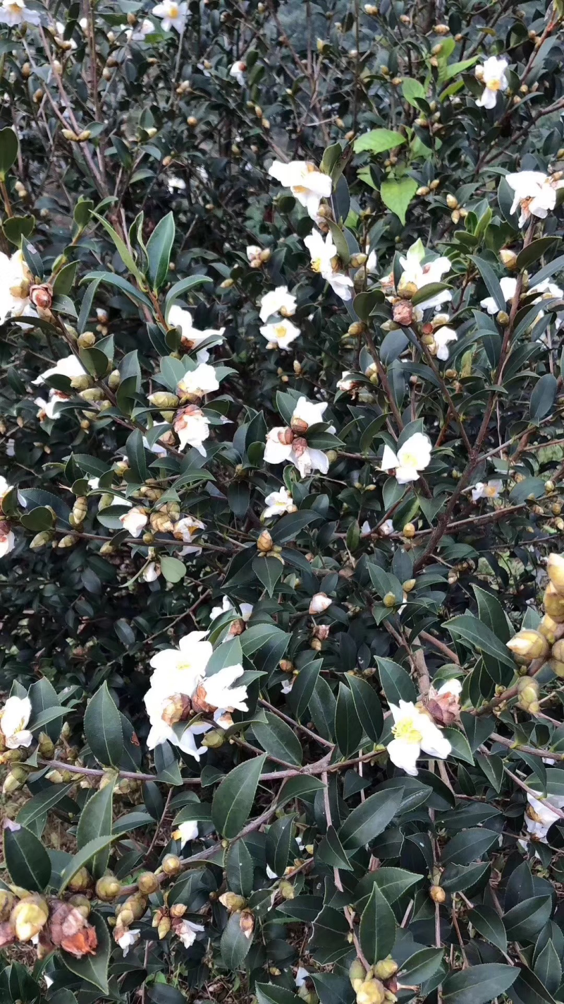 茶油