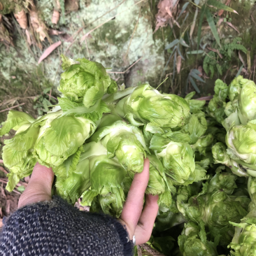 精品儿菜种子预售质量保证