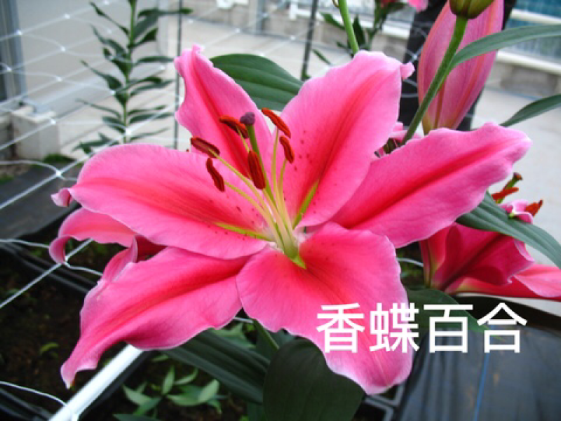 【优质】百合醉红百合、鲜花百合大量上市大量批发