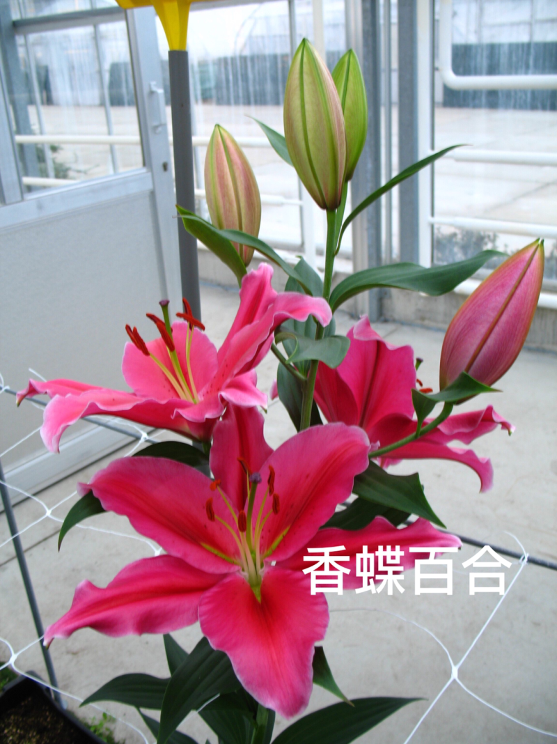 【优质】百合醉红百合、鲜花百合大量上市大量批发