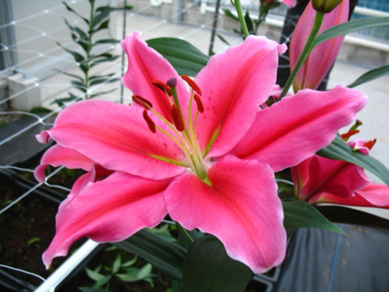 【优质】百合醉红百合、鲜花百合大量上市大量批发