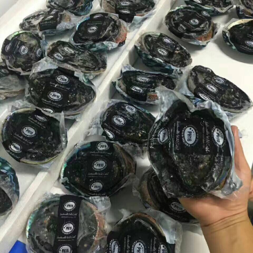 新西兰黑金鲍