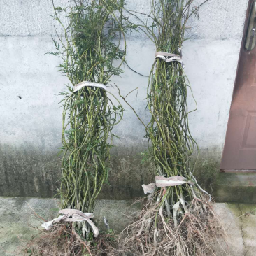 供应羽毛枫小苗精品红羽毛枫小苗红枫苗