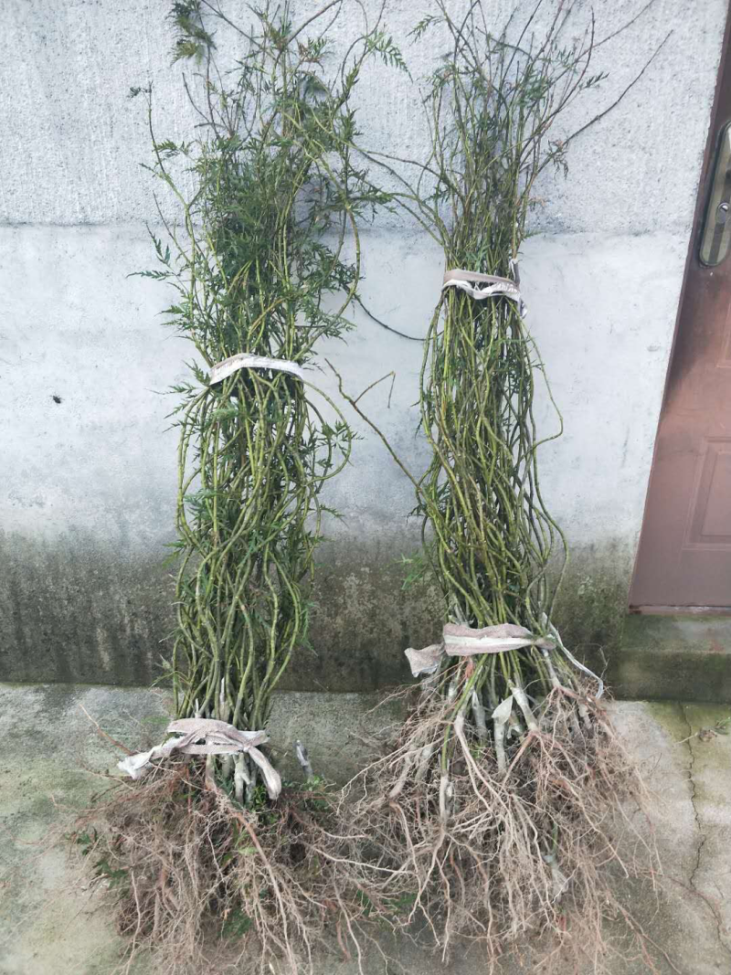 供应羽毛枫小苗精品红羽毛枫小苗红枫苗