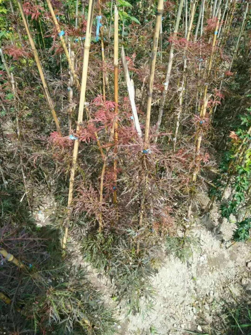 供应羽毛枫小苗精品红羽毛枫小苗红枫苗