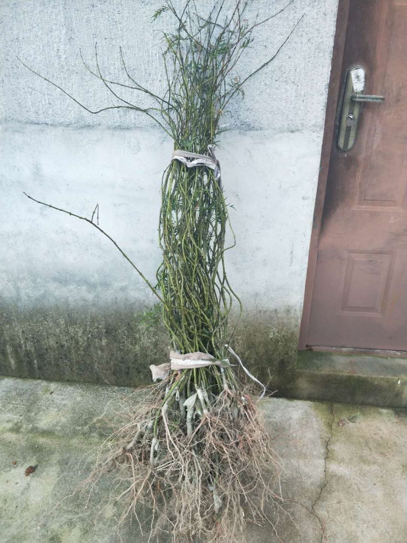 供应羽毛枫小苗精品红羽毛枫小苗红枫苗